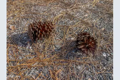 4343 NW Twin Ponds Road, Altha, FL 32421 - Photo 13