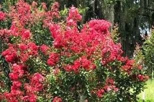 4854 Hwy 231, Campbellton, FL 32426 - Photo 67