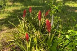 4854 Hwy 231, Campbellton, FL 32426 - Photo 53