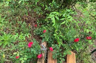 4854 Hwy 231, Campbellton, FL 32426 - Photo 57