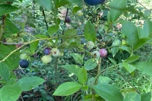 4854 Hwy 231, Campbellton, FL 32426 - Photo 61