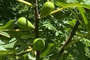 4854 Hwy 231, Campbellton, FL 32426 - Photo 65