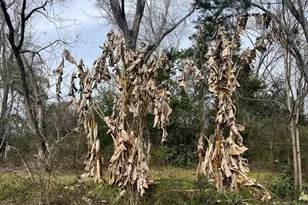 4854 Hwy 231, Campbellton, FL 32426 - Photo 31