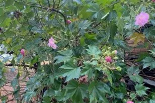 4854 Hwy 231, Campbellton, FL 32426 - Photo 63