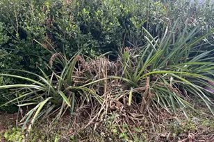 4854 Hwy 231, Campbellton, FL 32426 - Photo 29