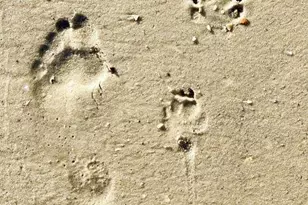 135 Saltspray Ct, Port Saint Joe, FL 32456 - Photo 47