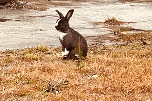 3133 Jenks Ave, Panama City, FL 32405 - Photo 13