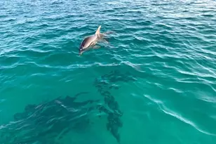 15100 Front Beach Rd, Panama City Beach, FL 32413 - Photo 51