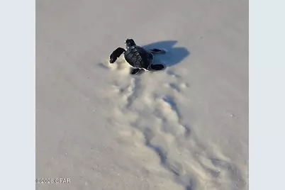 429 7th Street, Mexico Beach, FL 32456 - Photo 11