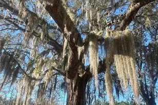 7293 Hwy 90, Grand Ridge, FL 32442 - Photo 39