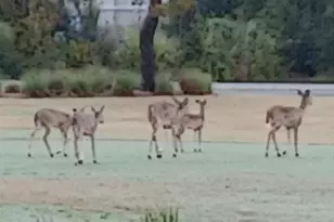 4326 Legend Pl, Panama City Beach, FL 32408 - Photo 49