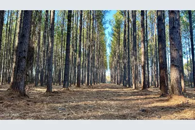 X Grimes Road, Laurel Hill, FL 32567 - Photo 9