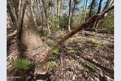 Tract#6409 Davis Road River Road, Caryville, FL 32427 - Photo 5