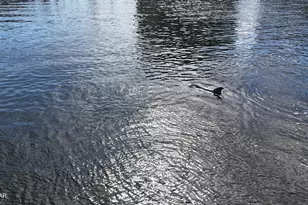 6215 Big Daddy Dr, Panama City Beach, FL 32407 - Photo 63