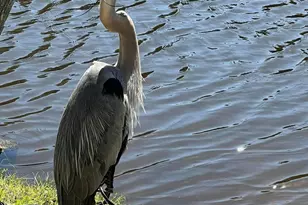 17462 Front Beach Rd, Panama City Beach, FL 32413 - Photo 21