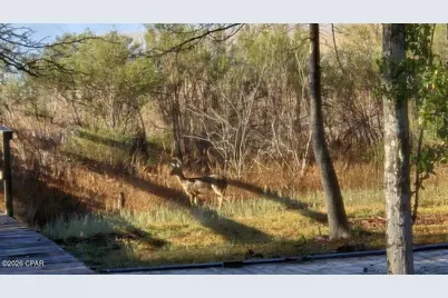 396 Silver, Marianna, FL 32448 - Photo 47