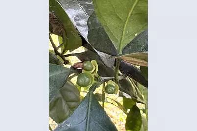 2874 Magnolia Blossom Lane, Marianna, FL 32446 - Photo 83