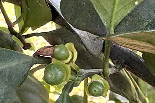 2874 Magnolia Blossom Ln, Marianna, FL 32446 - Photo 83