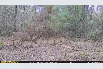 0 Iron Bridge Road, Marianna, FL 32448 - Photo 15