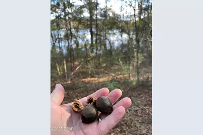 0000 Bent Oaks Road, Chipley, FL 32428 - Photo 15