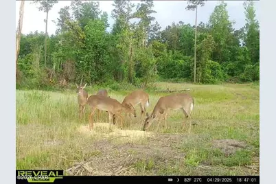 Tbd Sinai Road, Sneads, FL 32460 - Photo 19