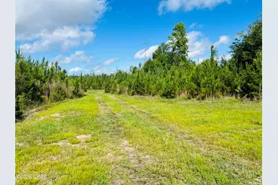 Tbd Sinai Road, Sneads, FL 32460 - Photo 17