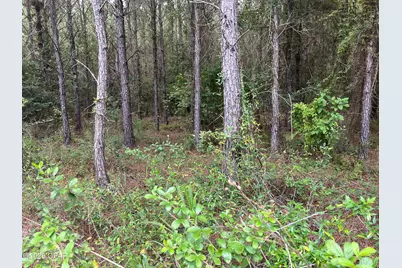00 Sylvantia Plantation Road, Greenwood, FL 32443 - Photo 19