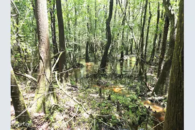 Xxx SW County Road 379, Bristol, FL 32321 - Photo 15