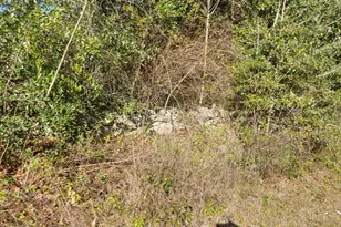 4803 Basswood Rd, Bascom, FL 32423 - Photo 31