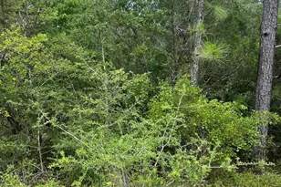 00 Aster Circle, Marianna, FL 32448 - Photo 1