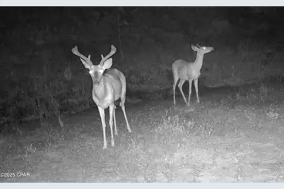 00 NW Martin Sewell, Altha, FL 32421 - Photo 1