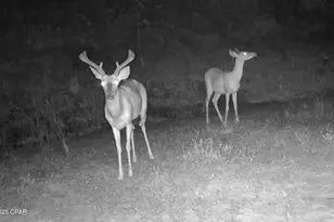 00 NW Martin Sewell, Altha, FL 32421 - Photo 1