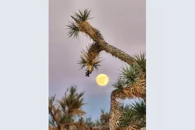 166 S Cattle Crossing Road, Yucca, AZ 86438 - Photo 5