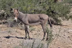 1886 S Ganado Rd, Golden Valley, AZ 86413 - Photo 17
