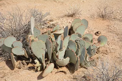 3271 S Arlington Road #3271, Yucca, AZ 86438 - Photo 43