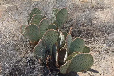 3271 S Arlington Road #3271, Yucca, AZ 86438 - Photo 53