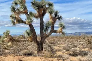 947 S Gene Autry, Yucca, AZ 86438 - Photo 1