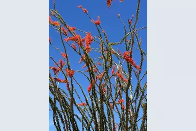 4 Acres S Ray Road, Yucca, AZ 86438 - Photo 7