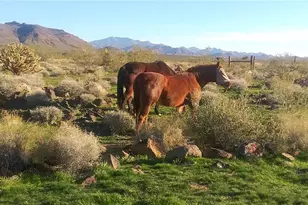 3758 W Redwall Dr, Golden Valley, AZ 86413 - Photo 45