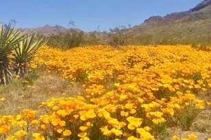 3758 W Redwall Dr, Golden Valley, AZ 86413 - Photo 43