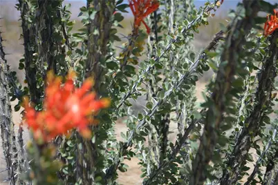 245-24-169 S Red Lake Road, Yucca, AZ 86438 - Photo 37