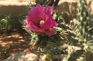 15395 S Clife Rd, Yucca, AZ 86438 - Photo 51