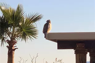 15395 S Clife Rd, Yucca, AZ 86438 - Photo 55