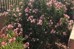 15395 S Clife Rd, Yucca, AZ 86438 - Photo 53