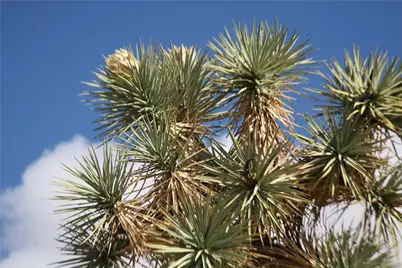 Lot 12 E Hondo Drive, Yucca, AZ 86438 - Photo 3