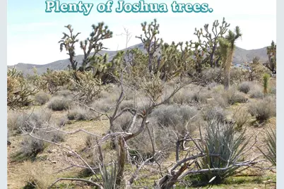 327-07-052 N Saddle Drive, Dolan Springs, AZ 86441 - Photo 3