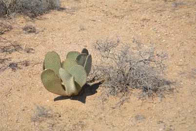 Lot 168/169 S Cherry Road, Yucca, AZ 86438 - Photo 13