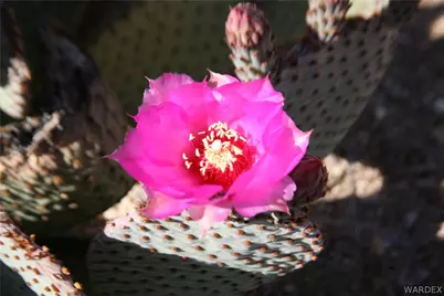 Lots 9 & 10 Martin Drive, Yucca, AZ 86438 - Photo 41