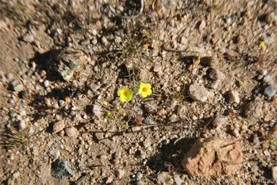 Lots 9 & 10 Martin Drive, Yucca, AZ 86438 - Photo 43