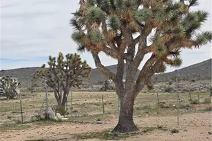 18852 N Telegraph Dr, Dolan Springs, AZ 86441 - Photo 17